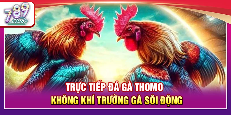 Trực Tiếp Đá Gà Thomo – Không Khí Trường Đá Gà Sôi Động 1 Trực Tiếp Đá Gà Thomo – Không Khí Trường Gà Sôi Động