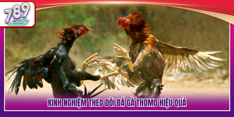 Trực Tiếp Đá Gà Thomo – Không Khí Trường Đá Gà Sôi Động 4 Cách quan sát và nắm bắt diễn biến trận đấu